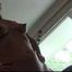 The USA Files - Yvette Costeau - Hogtied in Florida