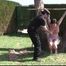 Predicament Challenge for Raven C.