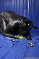 Rubber Dog Routine 2