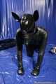 Rubber dog days