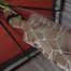 Suspension by a fan