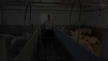 Clip #023 Which pig should it be? #Stall #Apron #Butcher