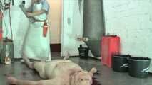 Today the Wutz is slaughtered #pigplay #roleplay in the #slaughterroom