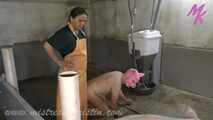 Clip #007 Veterinarian in the pigsty- the mixed group #stable