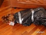Stella - gefangen in Müllsack verpackt und hogtaped