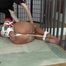 Irina in a tight hogtie part 4