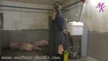 Clip #008 Feeding my pigs—the mixed group #humanpig in the real #barn