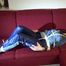 Lucy tied and gagged on a red sofa wearing a supersexy blue shiny nylon pants and a blue rain jacket (Video)