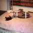New Hogtie Experience for Yvette