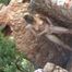 042004 Leticia Shaves & Pees In The Outdoor Shower