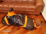 Stella - hogtaped in orange Klebeband verpackt und in den Müllsack