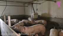 Clip #008 Feeding my pigs—the mixed group #humanpig in the real #barn