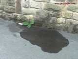 016099 Eve Takes An Emergency Pee In A Country Lane