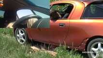 Tatjana's Opel Tigra