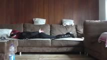 Angi hogtied on couch 1/2