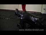 Bad Puppy Training