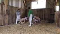 Hausschlachtung des Schweinchens im Stall