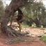 030034 Salma Takes A Stunning Pee In The Shade Of A Tree