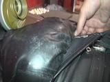 Fickmaschiene Teil 7 Extrem Fisting