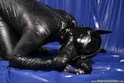 Rubber Dog Routine 2