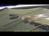 Horny Bronco