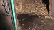 055010 Cute Teen Natly Pees In The Stables