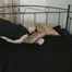 Loretta and Trixi - The wrong woman Part 4 of 5