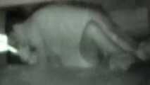 VOYEURFUN 1801