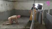 Clip #007 Veterinarian in the pigsty- the mixed group #stable