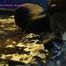 Xiaomeng Zentai Dog in Water and Sauna
