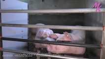 Clip #007 Veterinarian in the pigsty- the mixed group #stable