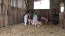 Hausschlachtung des Schweinchens im Stall