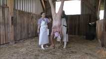 Hausschlachtung des Schweinchens im Stall