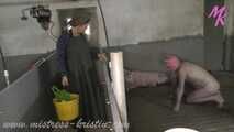 Clip #008 Feeding my pigs—the mixed group #humanpig in the real #barn