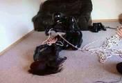 ab-074 Hot Girls - Heavy Bondage (1)