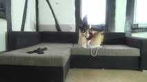 Ayu hogtied on couch 2/2