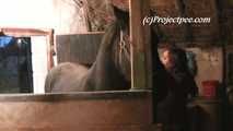 055010 Cute Teen Natly Pees In The Stables