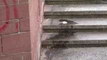 064016 Kima Takes A Pee On The Steps Down From The Bridge