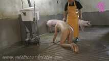 Clip #007 Veterinarian in the pigsty- the mixed group #stable