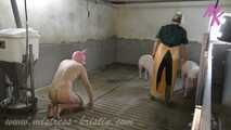 Clip #007 Veterinarian in the pigsty- the mixed group #stable