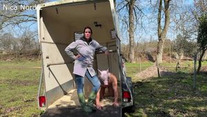 Die letzten Stunden eines glücklichen Schlachtebers 