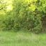 152006 Vanessa Takes A Long Standing Pee On The Grass