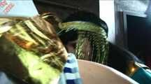 CLEOPATRA 3 THE SLAVEFUCK