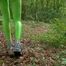 Green leggings in the forest - part 2