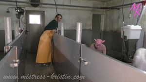 Clip #007 Veterinarian in the pigsty- the mixed group #stable