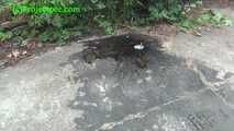 095003 Rock Chick Denise Pees In A Suburban Lane