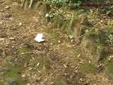 023038 Ewa Pees On The Footpath