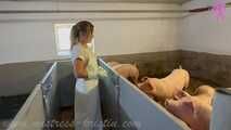 Clip #023 Which pig should it be? #Stall #Apron #Butcher