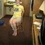 PUNK GIRL MELA IS CLEAVE GAGGED, BAREFOOT, TOE-TIED & TIED TO A CHAIR WEARING BLUE JEAN SHORTS (D63-7)