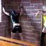 La Femme Fatale - Fucked in a Chapel